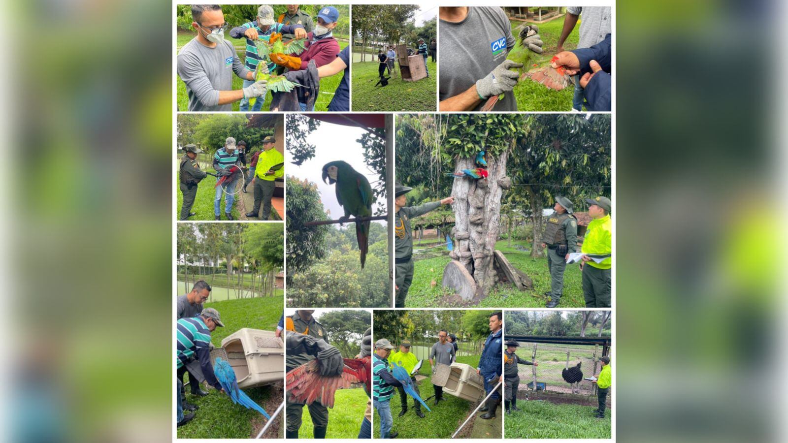 Los animales fueron extraídos de su hábitat natural.