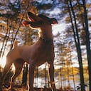Originalmente concebidos para la caza de zorros, de la que conservan su energía y necesidad de ejercicio, los jack russell terrier se convirtieron en mascotas familiares durante la segunda mitad del siglo XX.
