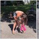 En el video que ya alcanza más de seis millones de visualizaciones enternece a los internautas con la reacción de la perrita y su dueña.