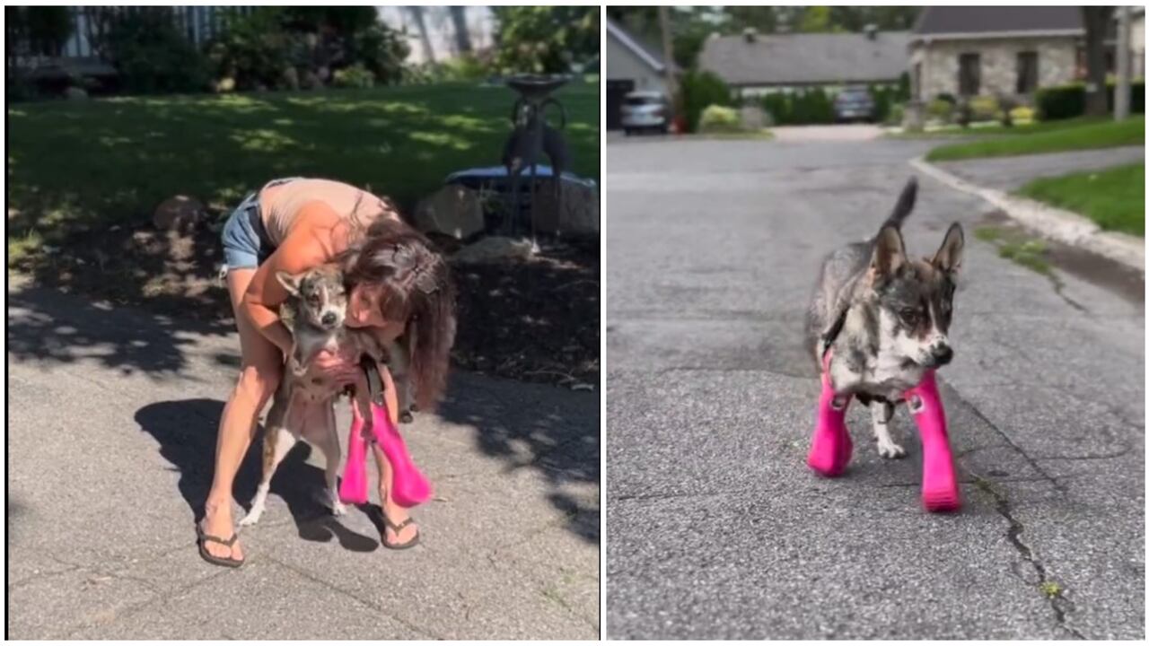 En el video que ya alcanza más de seis millones de visualizaciones enternece a los internautas con la reacción de la perrita y su dueña.