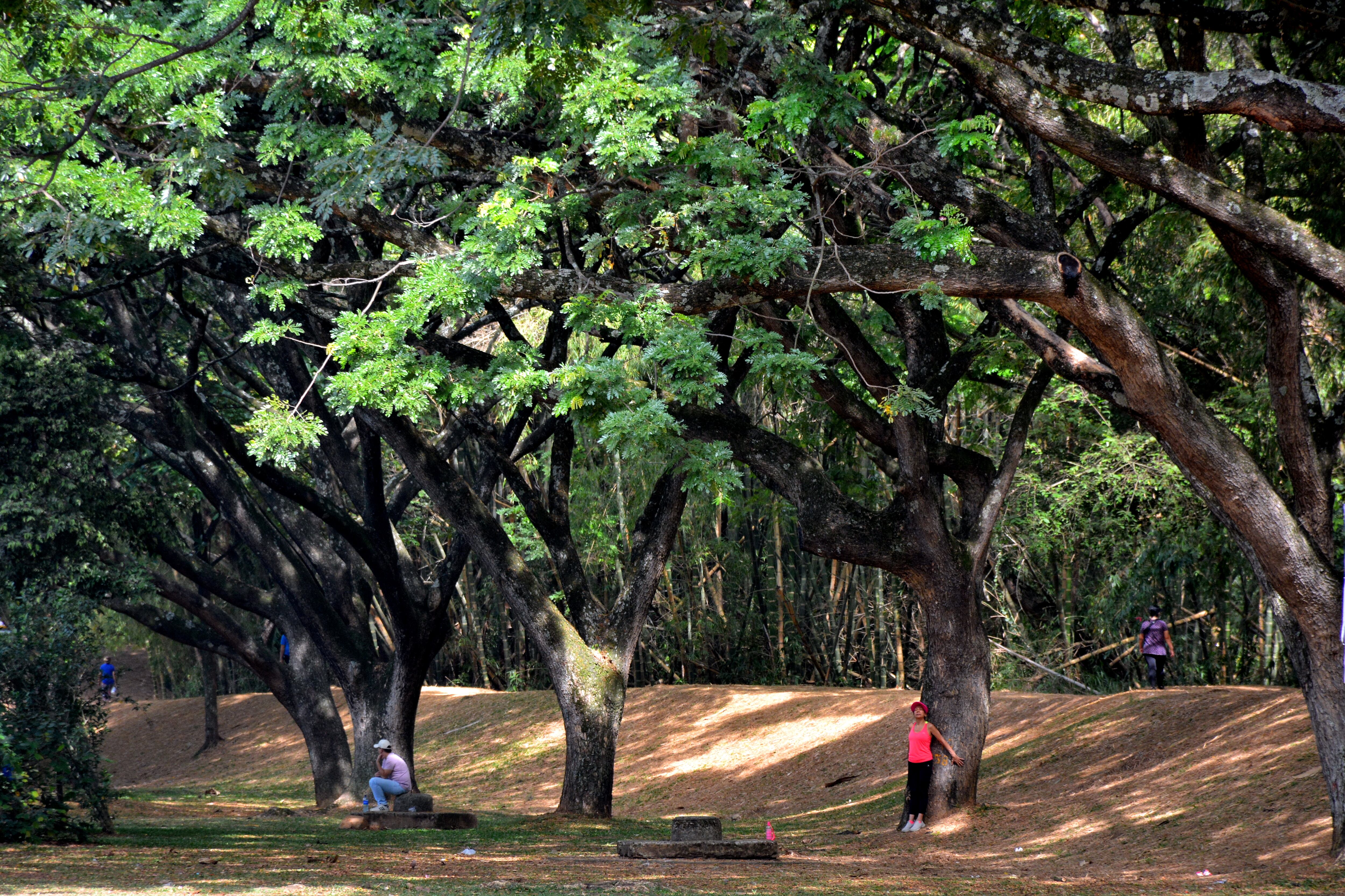 Cali cuenta con 30 bosques urbanos. Unos de los más emblemáticos son el de San Antonio y el Ingenio.