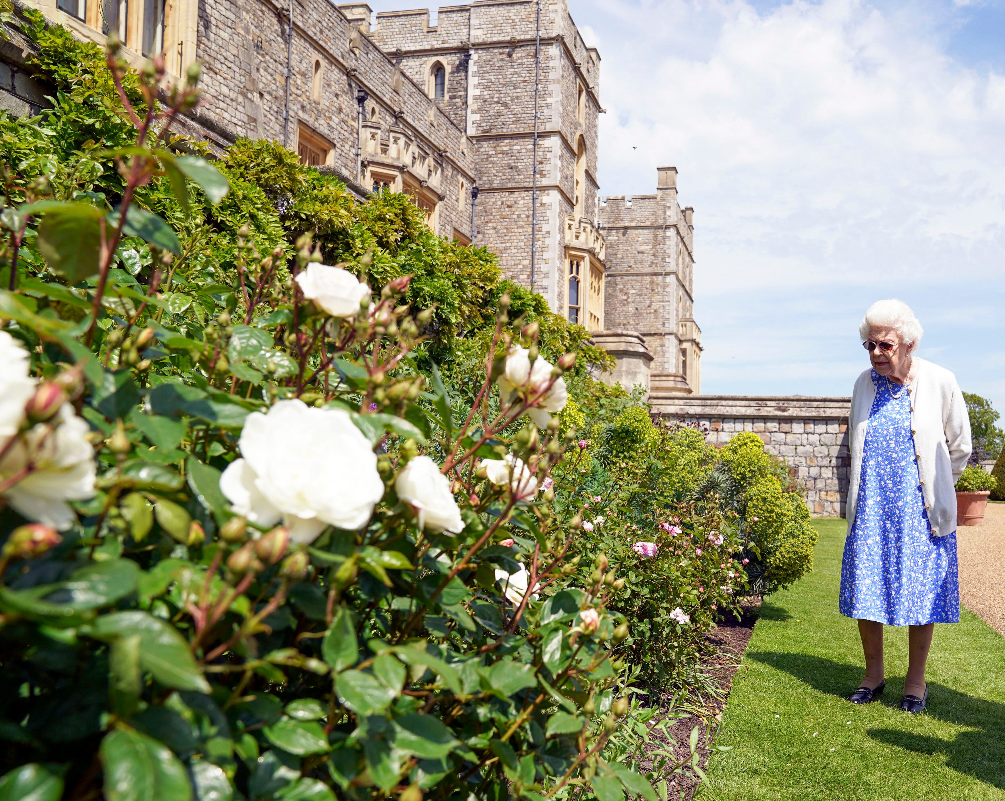 La reina presenció la siembra del arbusto de la flor en los jardines del ala este de Windsor.