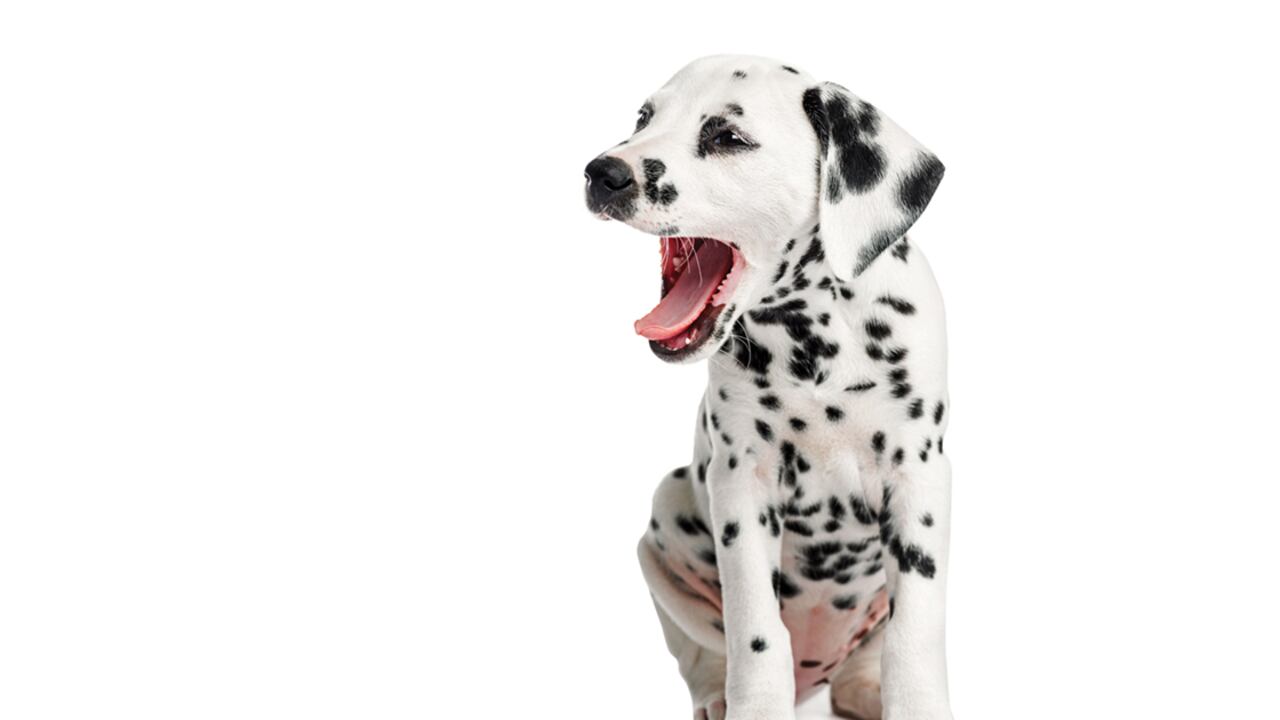 Conoce diversas recomendaciones para combatir el mal aliento de tu mascota.