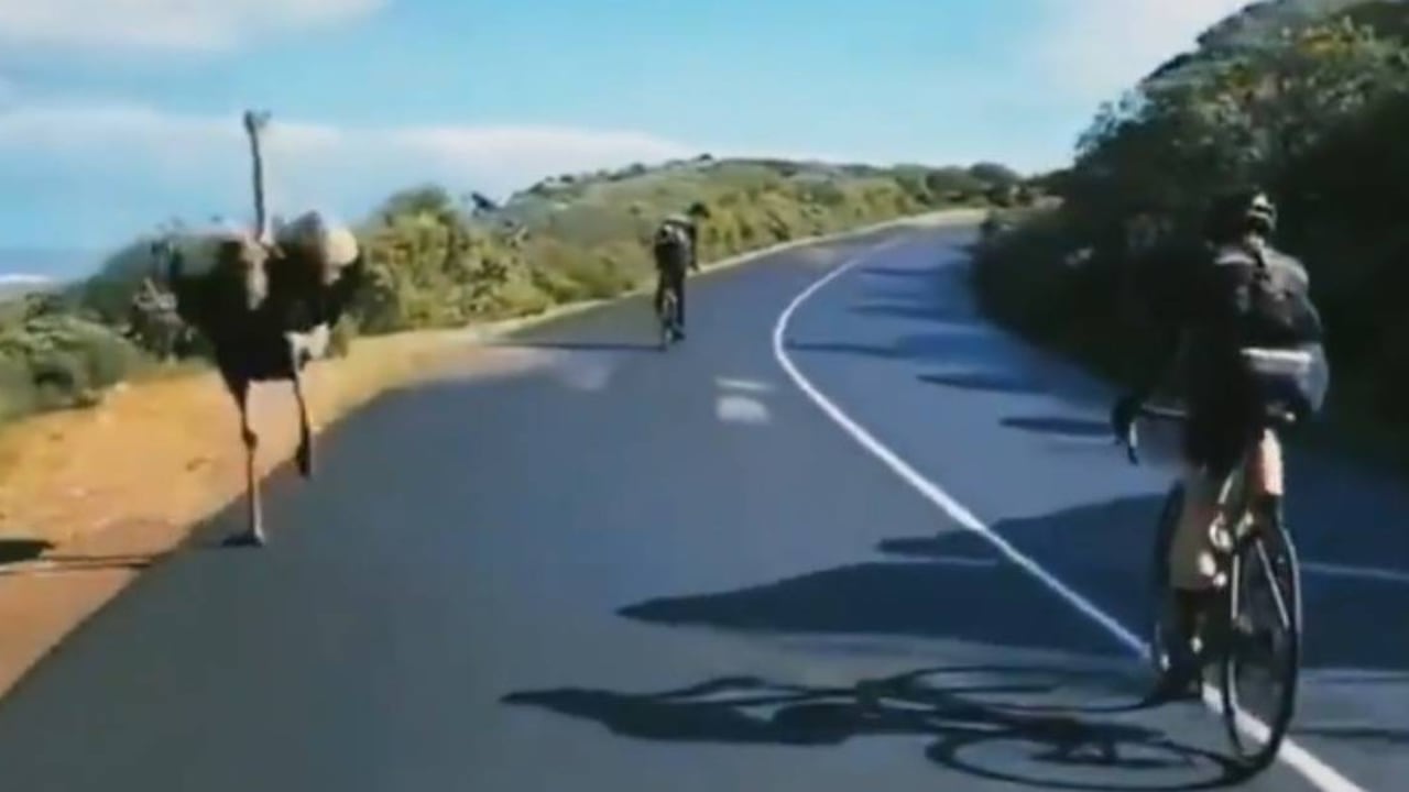 La avestruz pasó rápidamente a la mayoría de ciclistas y terminó compitiendo con el corredor más fuerte del pelotón. Foto: tomada de video publicado por @rubensafe.