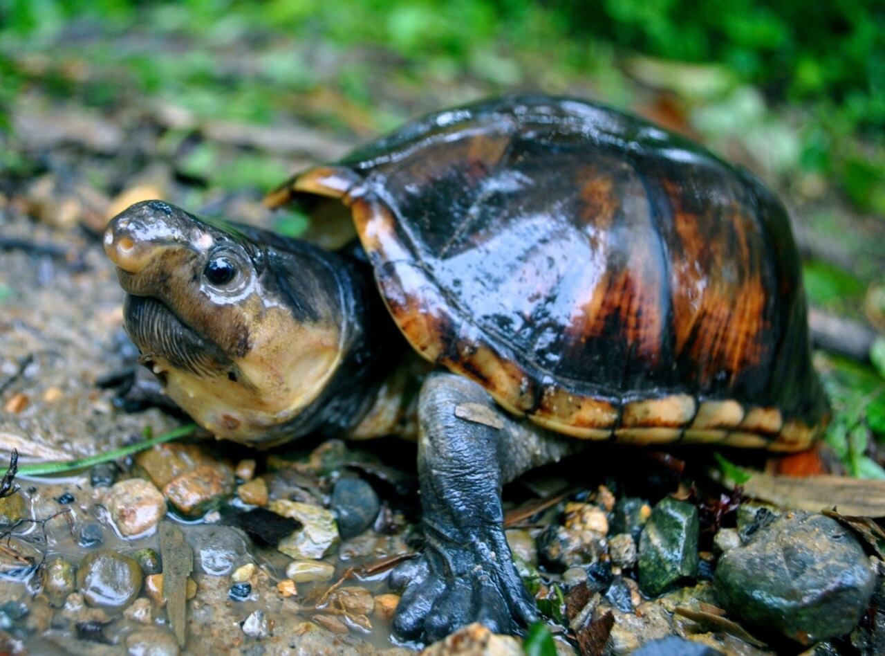 Tortugas amenazadas en Colombia
