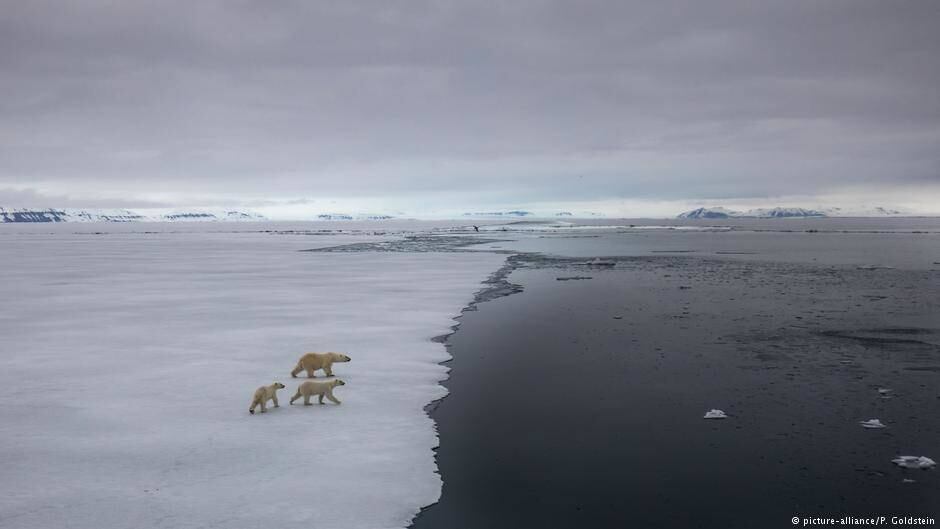 El deshielo traerá consecuencias graves para la vida silvestre, incluidos los osos polares. Foto: P. Goldstein vía DW