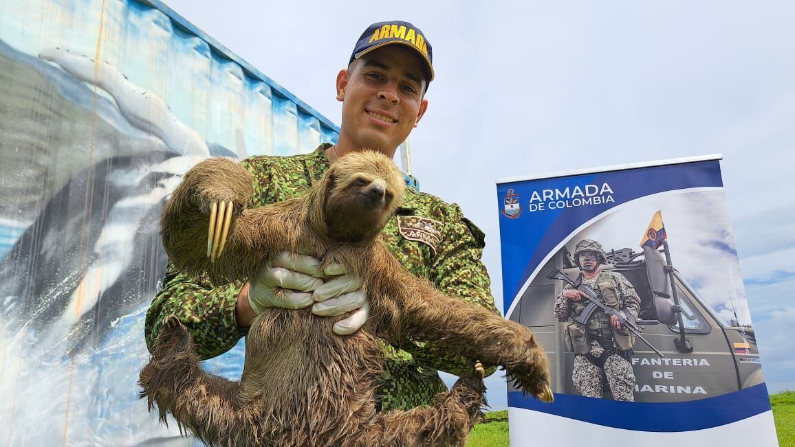Oso perezoso rescatado en Nariño