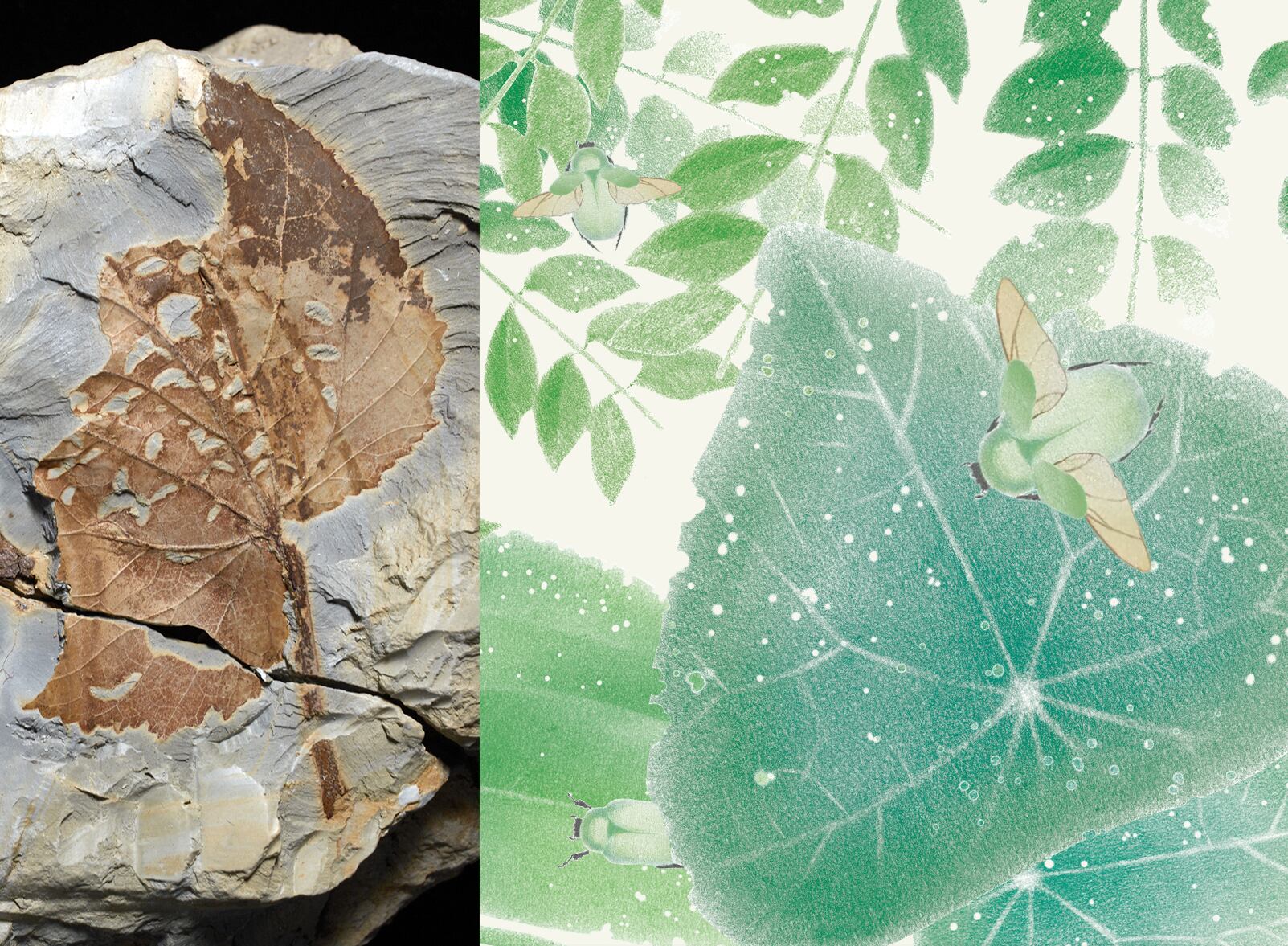 Bosques el periodo Paleoceno