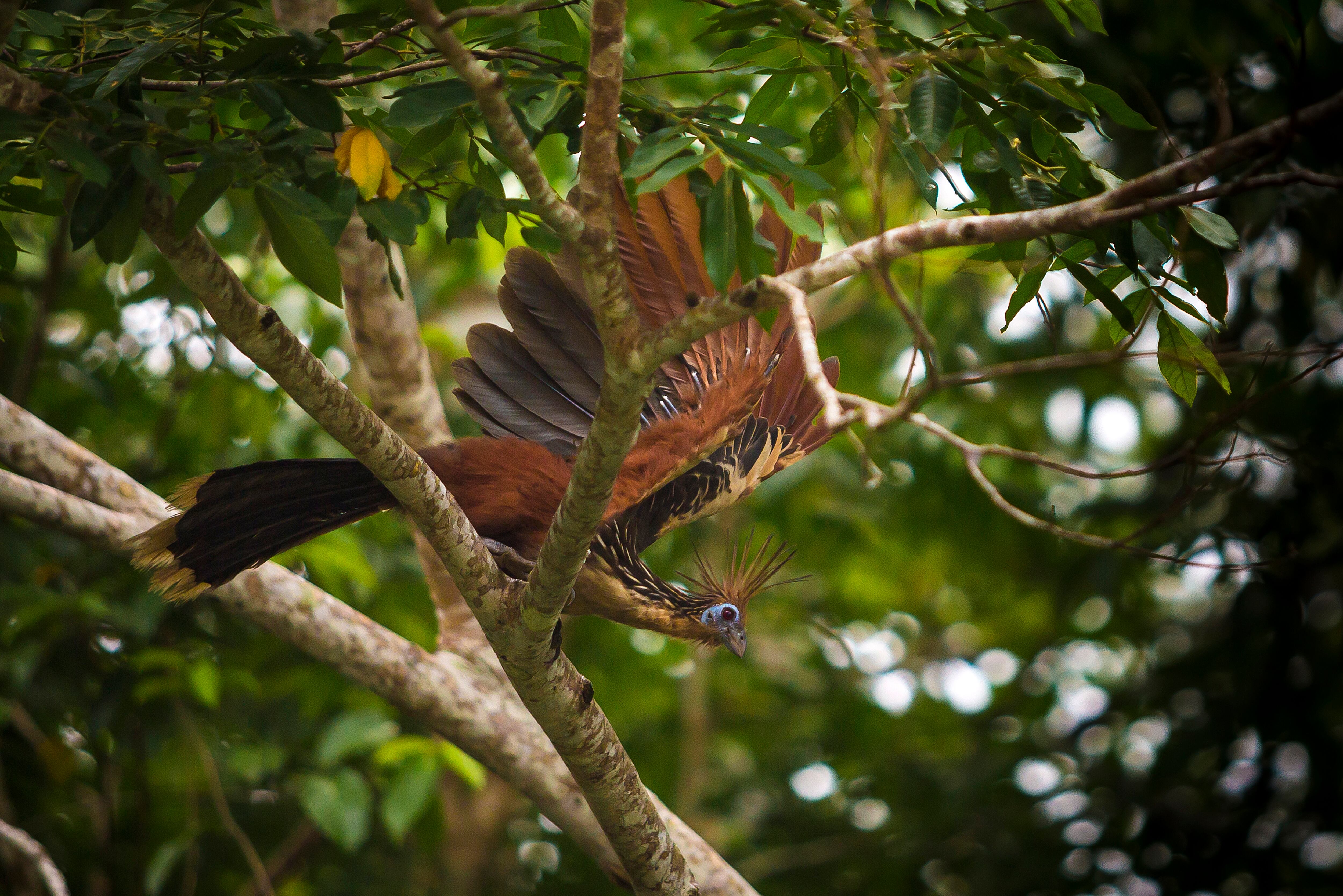 Avistamiento de ave Hoatzin es Caño Cristales, en la sierra de la Macarena.