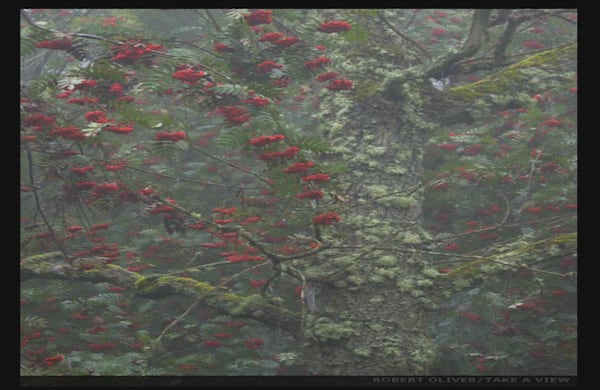 Esta foto de berries tomada por Robert Olivier ganó en la categoría ‘Tu punto de vista’.