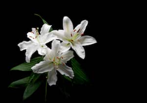 Lirio (género Lilium y Hemerocallis)