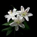 Lirio (género Lilium y Hemerocallis)