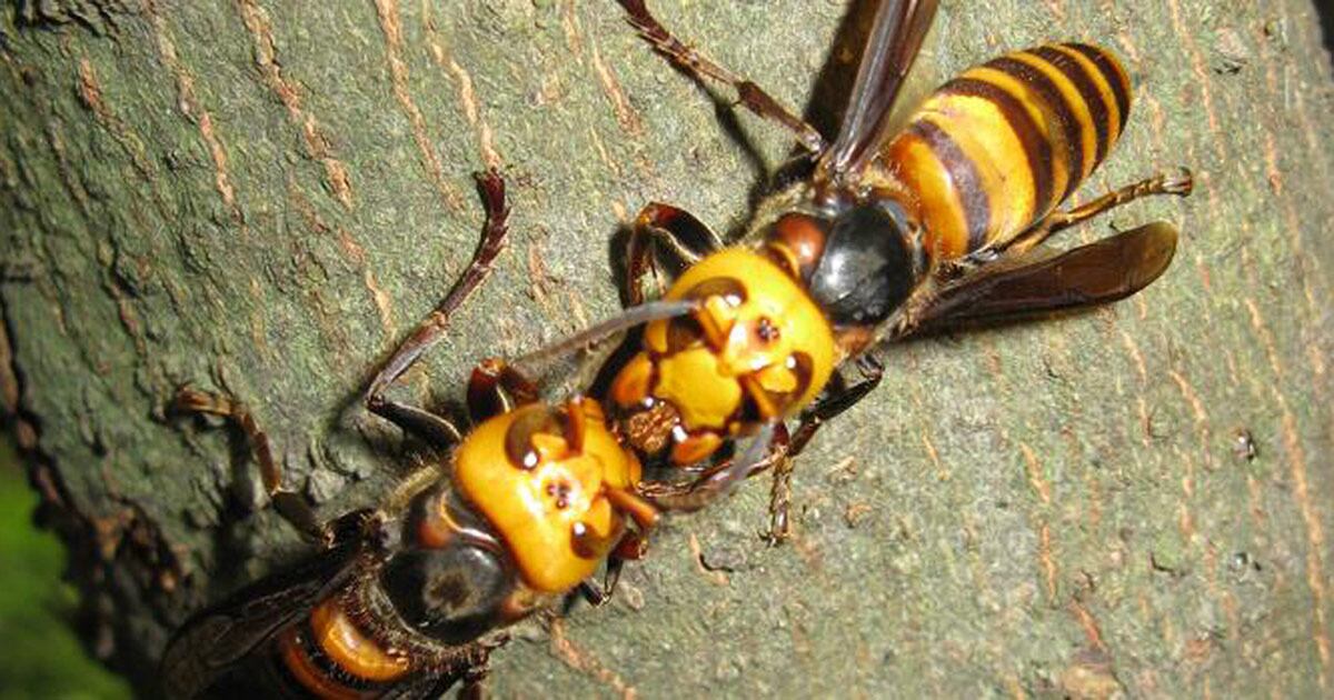 Los abejorros están en peligro en buena parte del mundo. 