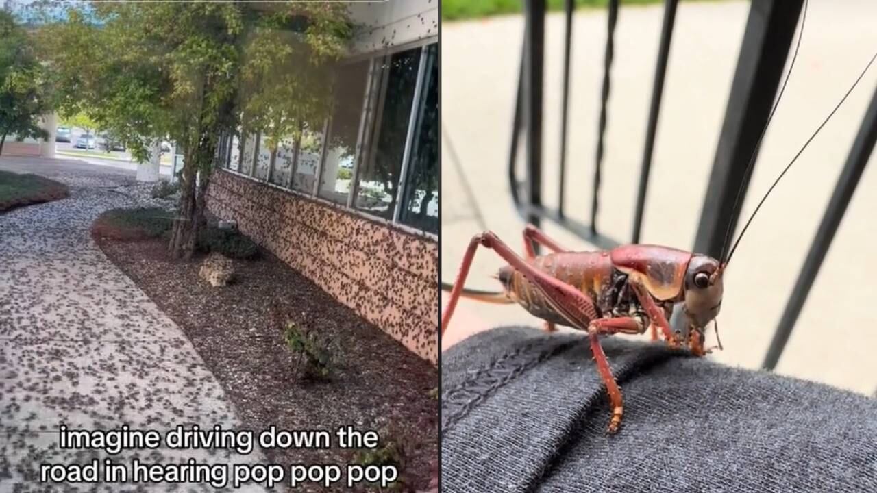 Los grillos mormones han invadido algunas zonas del estado de Nevada al Noroeste de los Estados Unidos