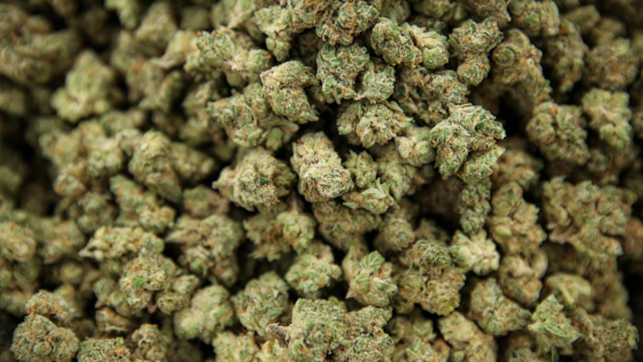 A pesar de que su consumo es cada vez más abierto, la ciencia continúa alertando sobre los efectos nocivos que puede tener en el cuerpo. (Photo by Erin Clark/The Boston Globe via Getty Images).