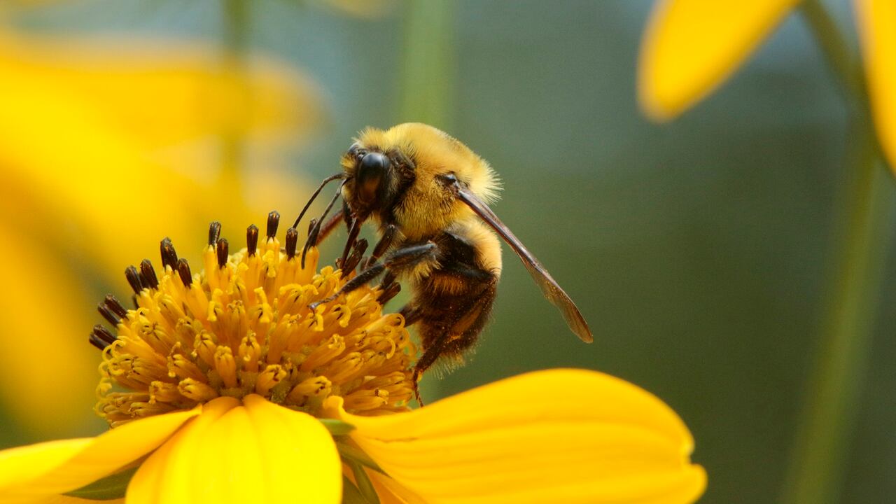 Las abejas son clave para la seguridad alimentaria de millones de personas en el planeta.