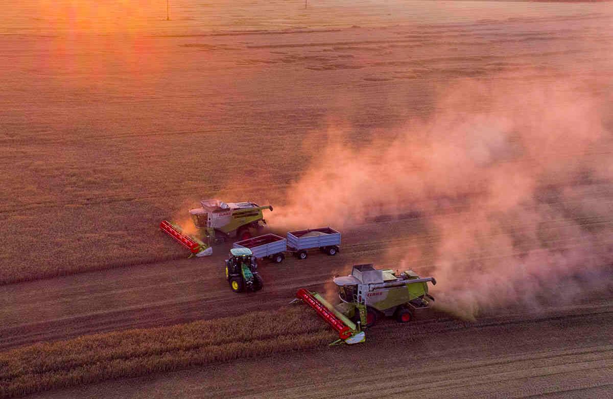 En esta foto aérea tomada con un dron, se observan algunas máquinas cosechadoras del mercado de frutas de L'tzow sobre en un campo de centeno al atardecer, el 5 de agosto en Rosenow, Alemania. Después de dos años de sequía, los agricultores en Mecklenburg-Vorpommern esperan una cosecha promedio de granos este año. Foto: Jens B'ttner / dpa vía AP