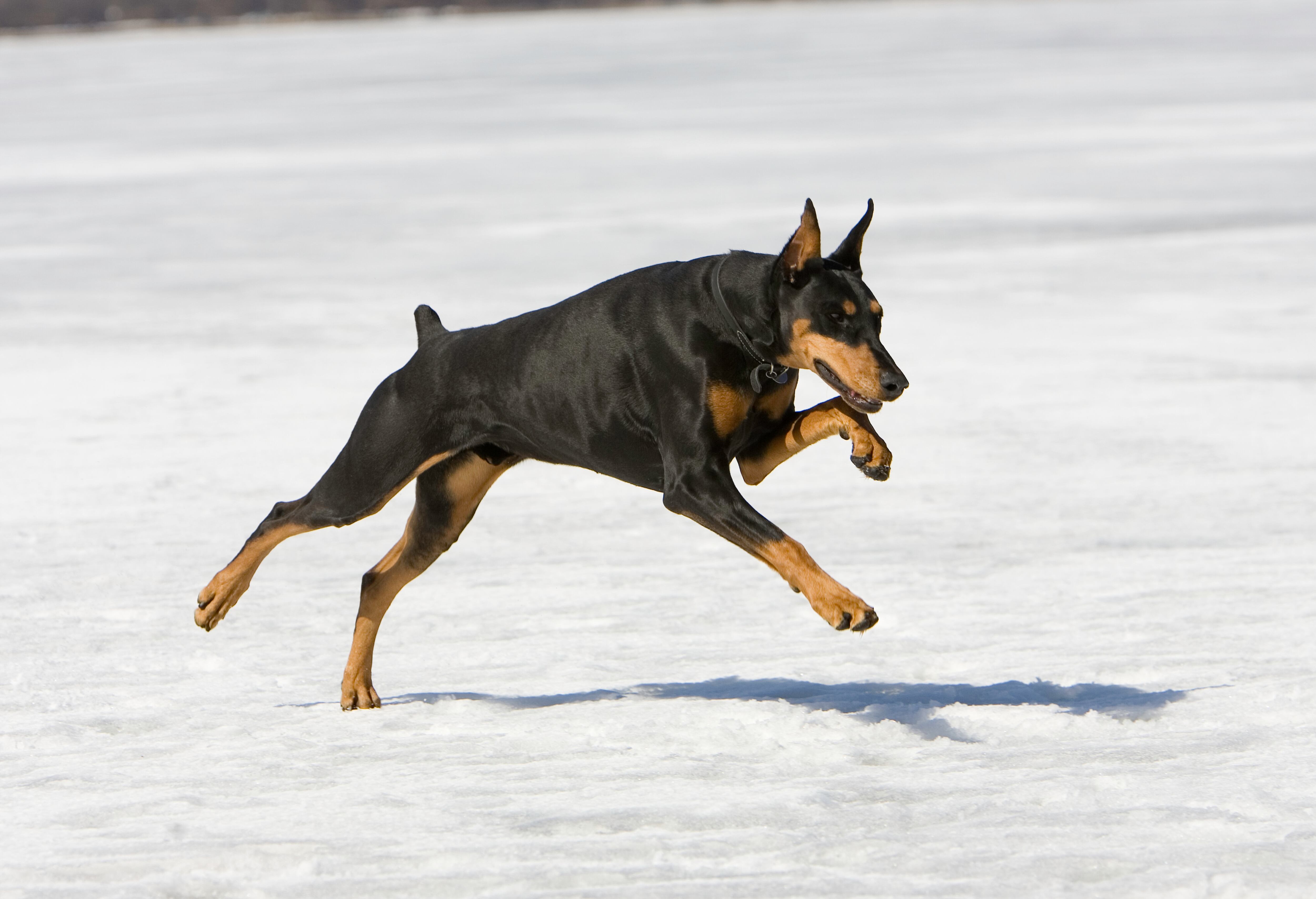 Doberman Pinscher (foto Getty)