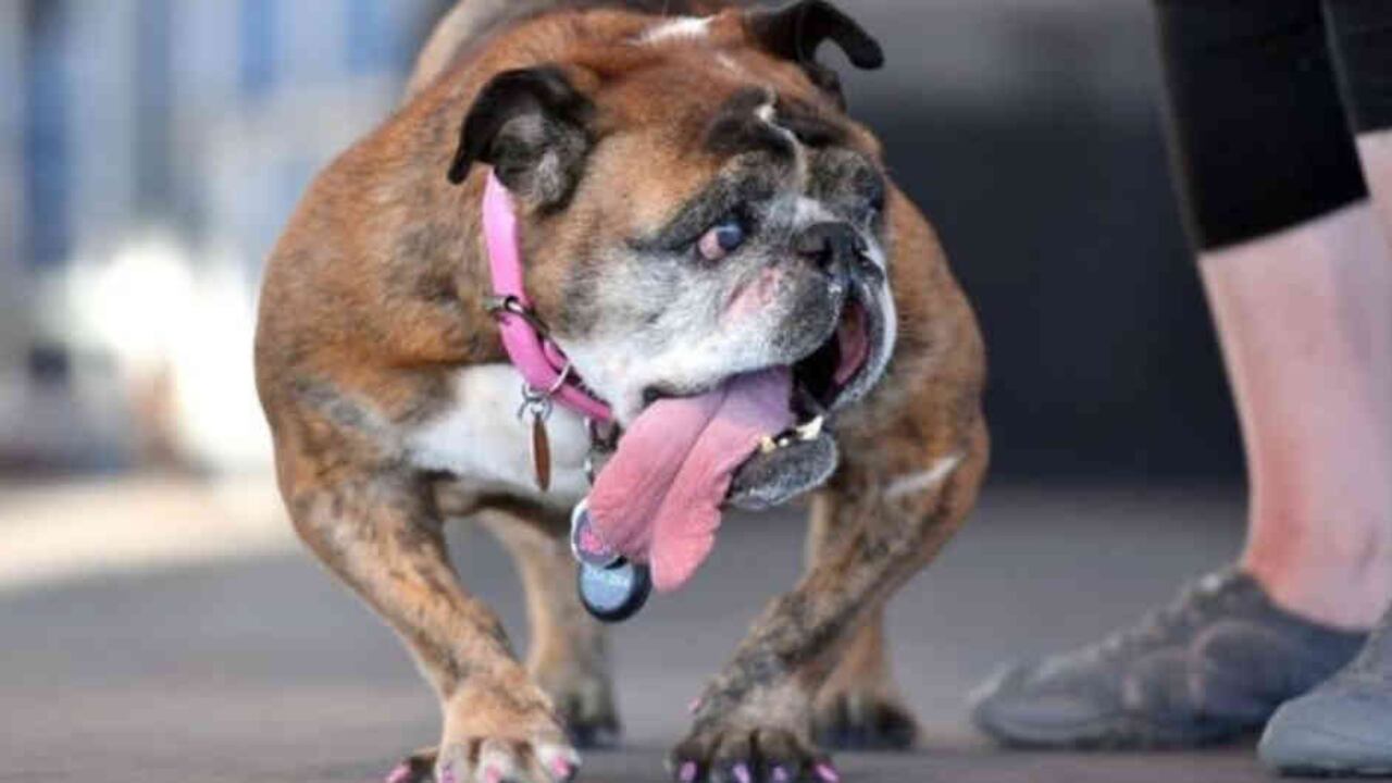 Con nueve años, la perrita tuvo una fuerte competencia.