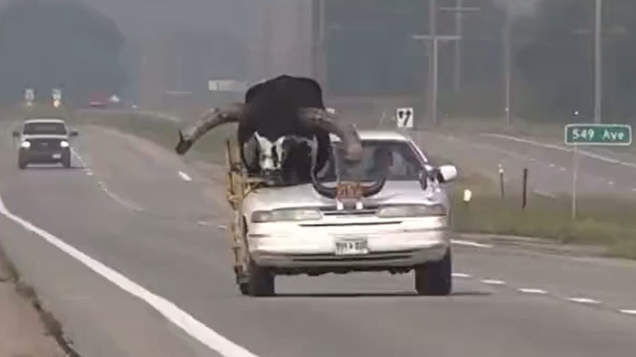 Toro Watsi en un carro.