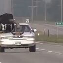 Toro Watsi en un carro.