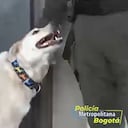 La historia de Polo, el perro “dueño” de un CAI en Bogotá. Un perrito criollo es el integrante más antiguo del CAI Polo en el norte de Bogotá y ahora es el más querido del sector.