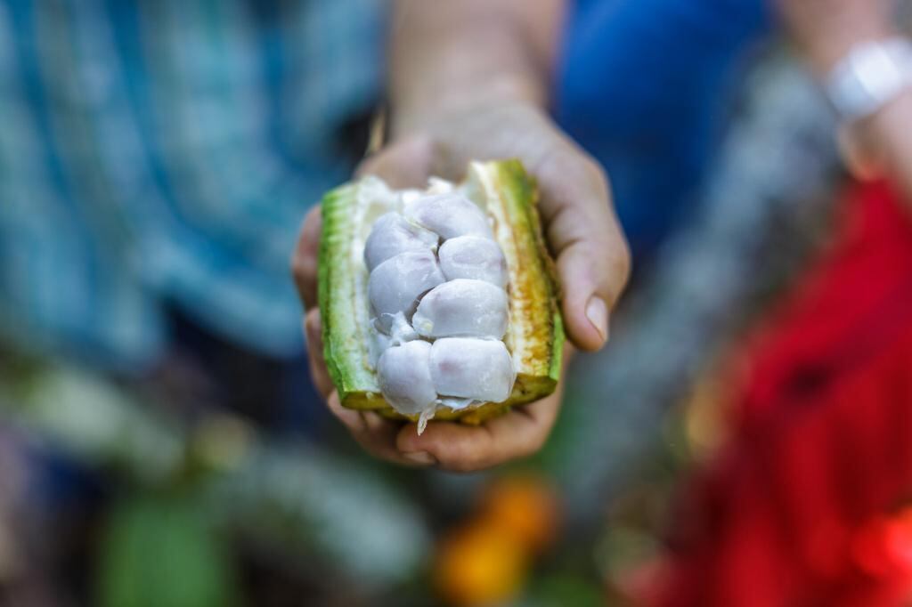 Se pretende brindar mayor sostenibilidad para cada productor de la región y extender en un futuro este programa a toda Colombia.