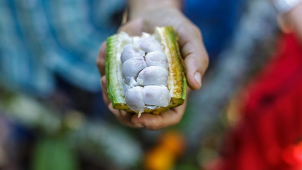 Esta iniciativa que busca la consolidación de nuevos mercados en el exterior para estos productos