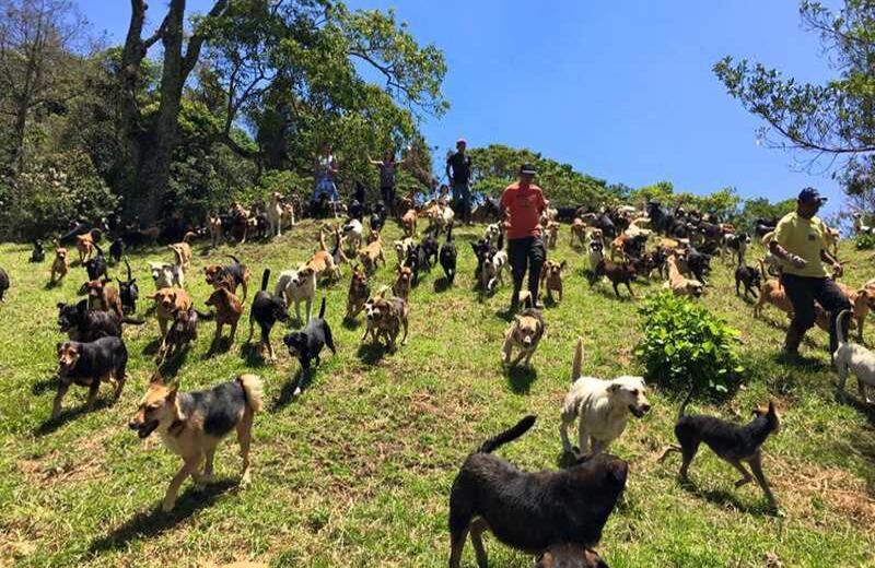 En el albergue pueden convivir hasta 700 perros, rescatados de la calle. Fotos tomadas de Facebook @Territorio de Zaguates Oficial