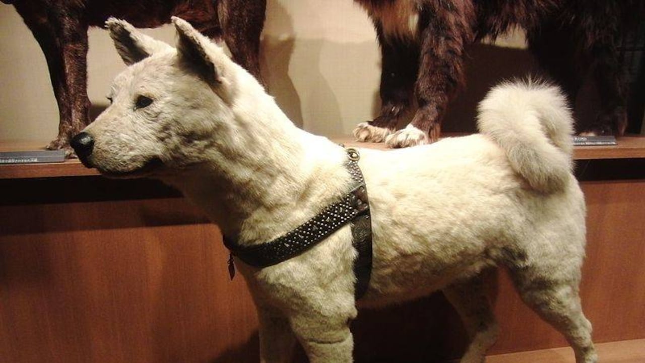 Hachiko fue disecado y guardado en el museo de Ciencias Naturales.