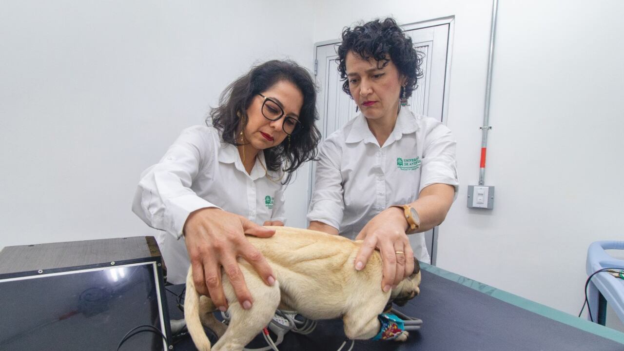 Creación de modelo biomecatrónico de un perro.