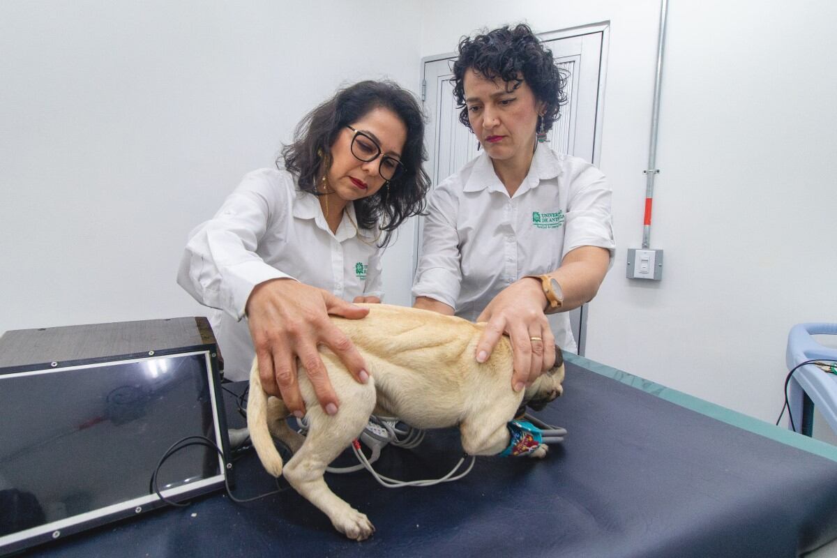 Creación de modelo biomecatrónico de un perro.