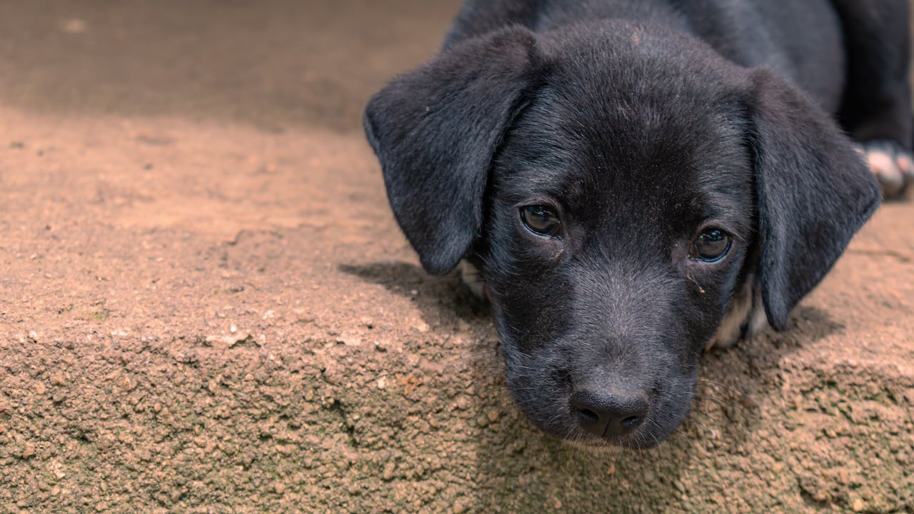 Jornada de adopción en la ciudad de Bogotá.