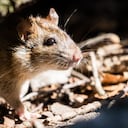 Las ratas y los ratones prefieren vivir en las casas.