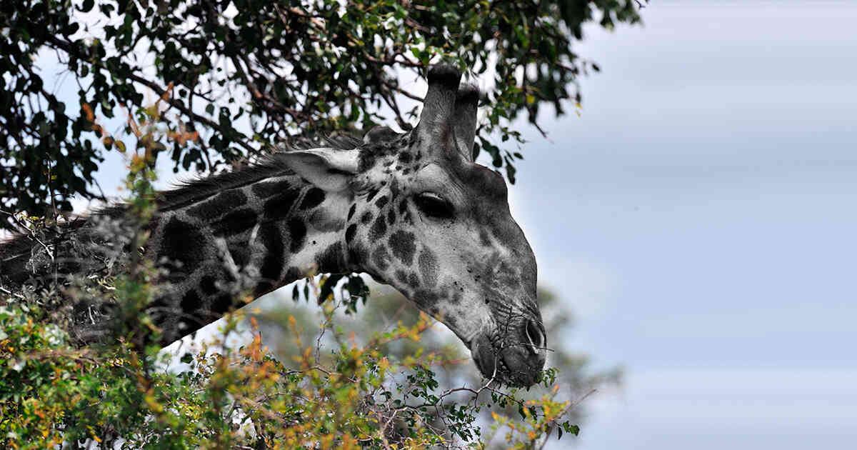 Big Boy murió a los 15 años, lo que causó extrañeza porque las jirafas pueden vivir hasta 35 años. 