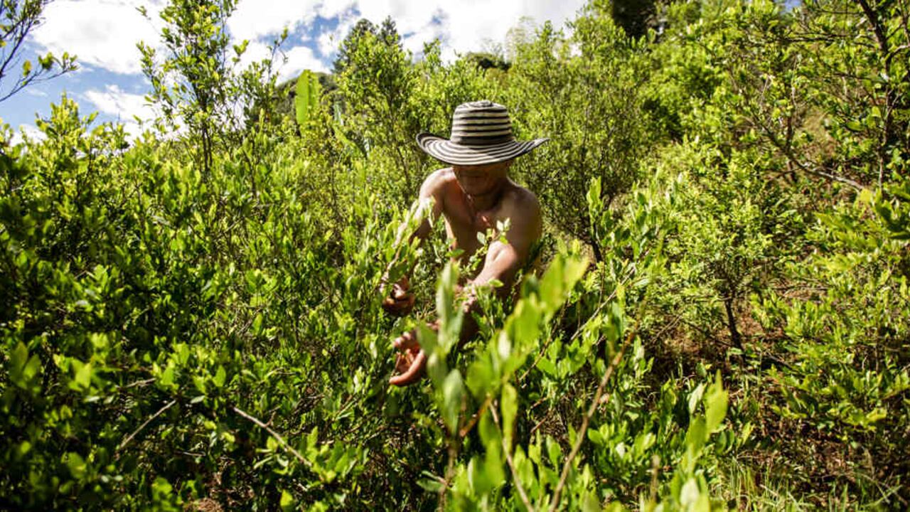 Casi 100.000 familias han atendido el llamado de iniciativas como el Programa Nacional Integral de Sustitución de Cultivos de Uso Ilícito (PNIS).