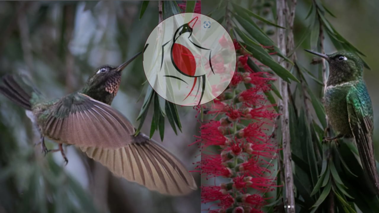 Diversas especies de aves serán las protagonistas del Global Big Day 2026 en el Atlántico.