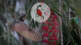 Diversas especies de aves serán las protagonistas del Global Big Day 2026 en el Atlántico.