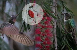 Diversas especies de aves serán las protagonistas del Global Big Day 2026 en el Atlántico.