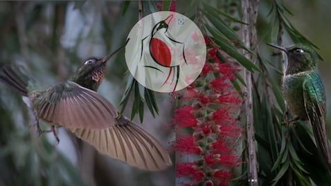 Diversas especies de aves serán las protagonistas del Global Big Day 2026 en el Atlántico.