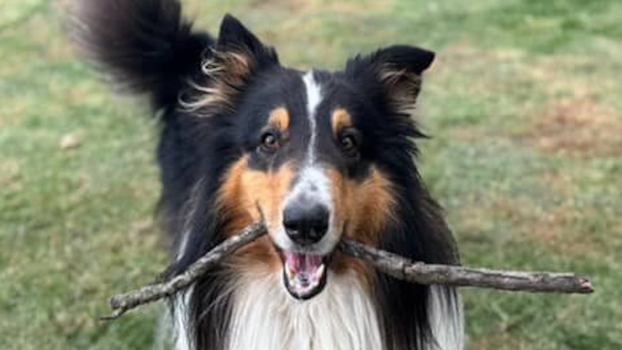Enzo, border collie, perdido en Bogotá el 16 de mayo de 2025.