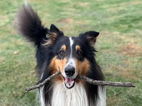 Enzo, border collie, perdido en Bogotá el 16 de mayo de 2025.