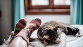 gato durmiendo