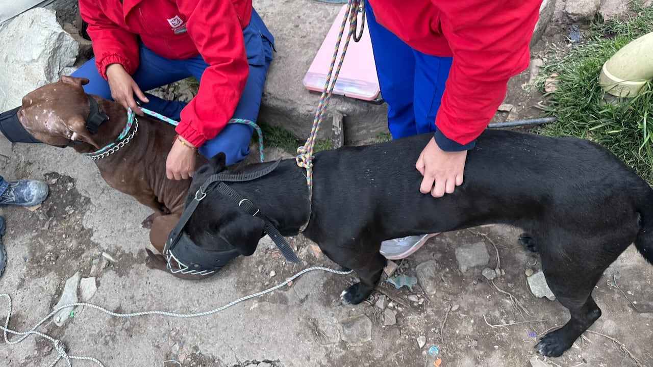Los animales estaban en malas condiciones y afectados por parásitos externos.