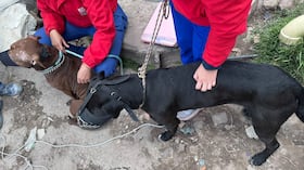 Dos perros fueron rescatados en el sur de Bogotá.