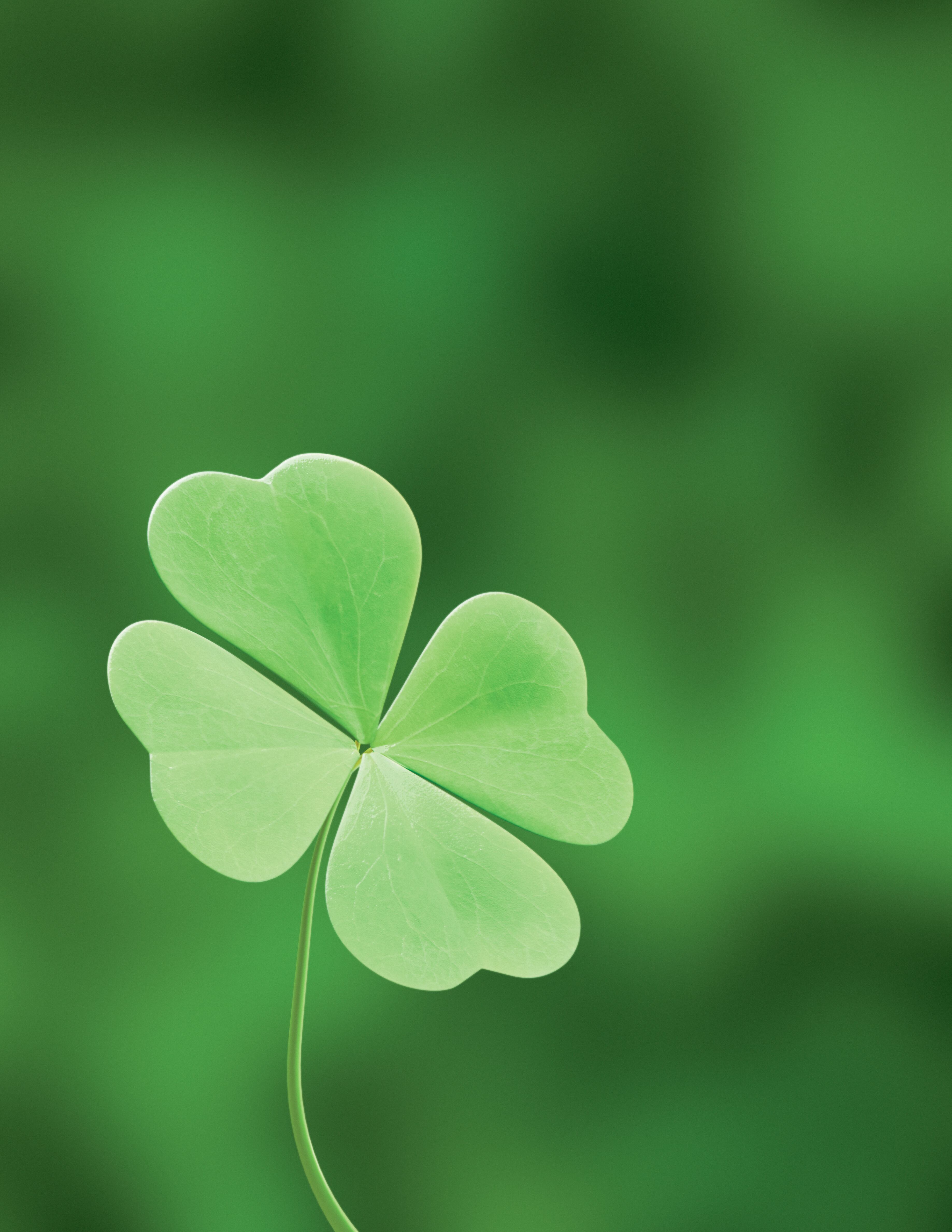 trébol de cuatro hojas
