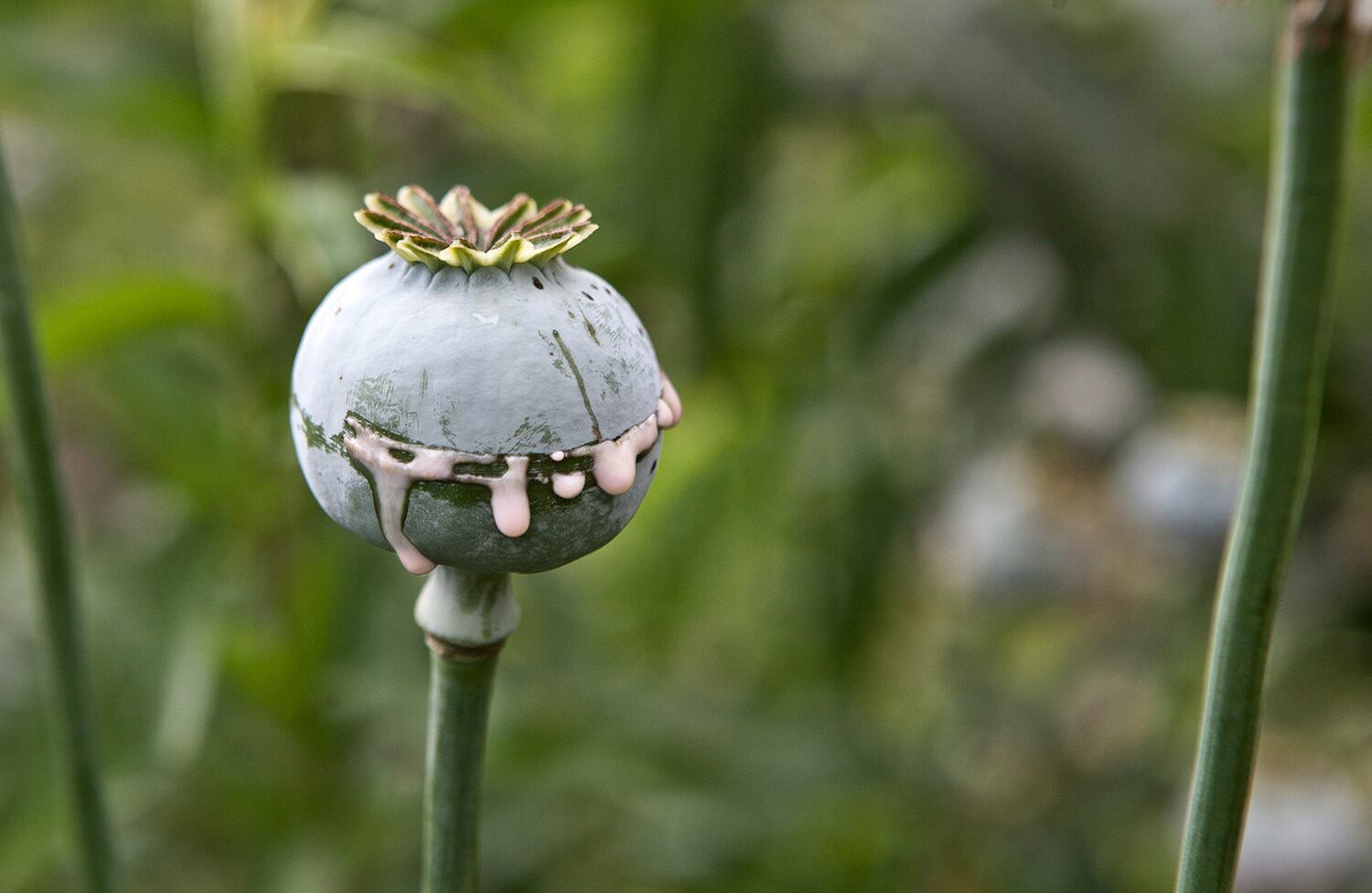 Ganador categoría niñez trabajadora - 'Los niños del opio' (serie x 5)/ Cristopher Rogel Blanquet Chávez (México)