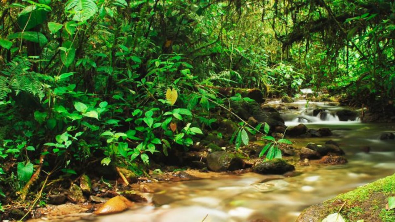 Parque Nacional Natural Las Orquídeas