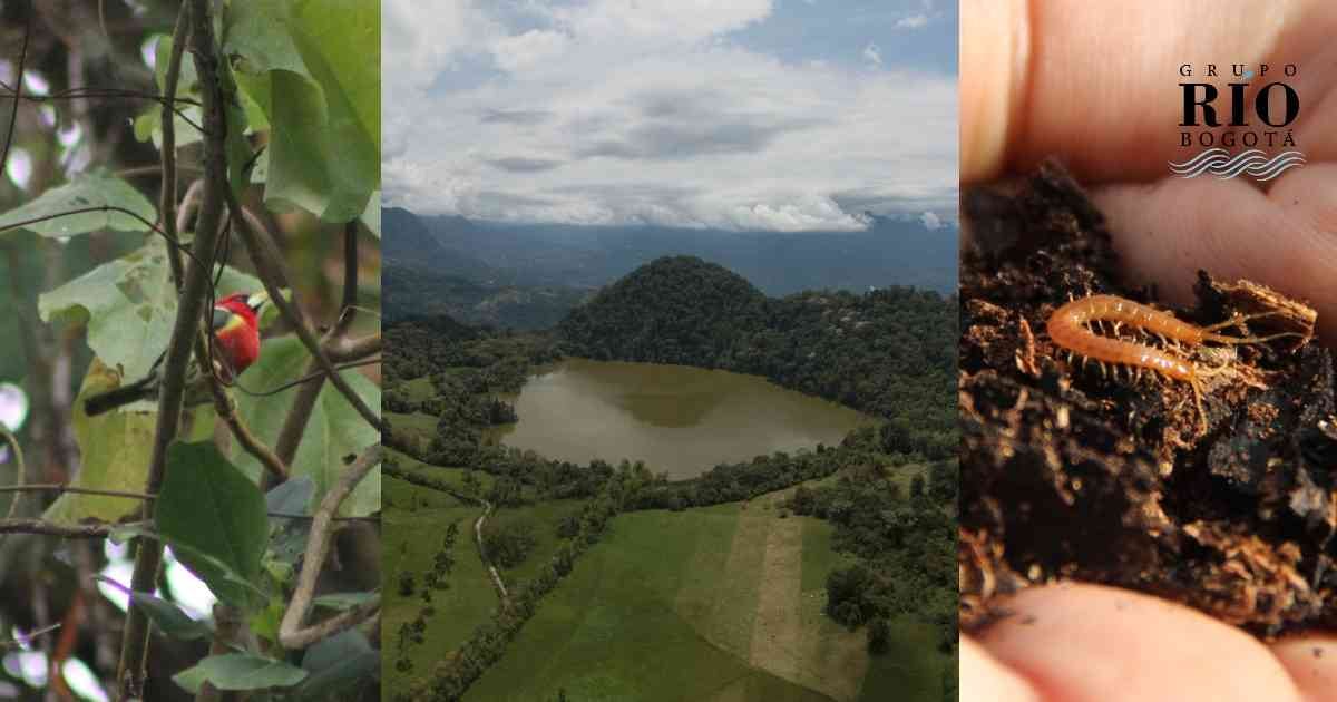 Tenasucá, una de las ocho reservas que rodean a Pedro Palo, es un laboratorio vivo para la ciencia. Fotos: Nicolás Acevedo Ortiz.