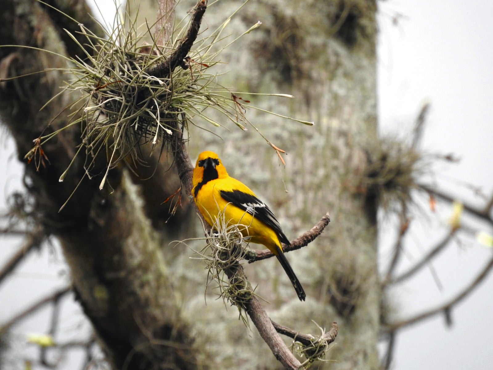 RIOPAILA CASTILLA - Cumbre de Sostenibilidad - SEMANA Sostenible